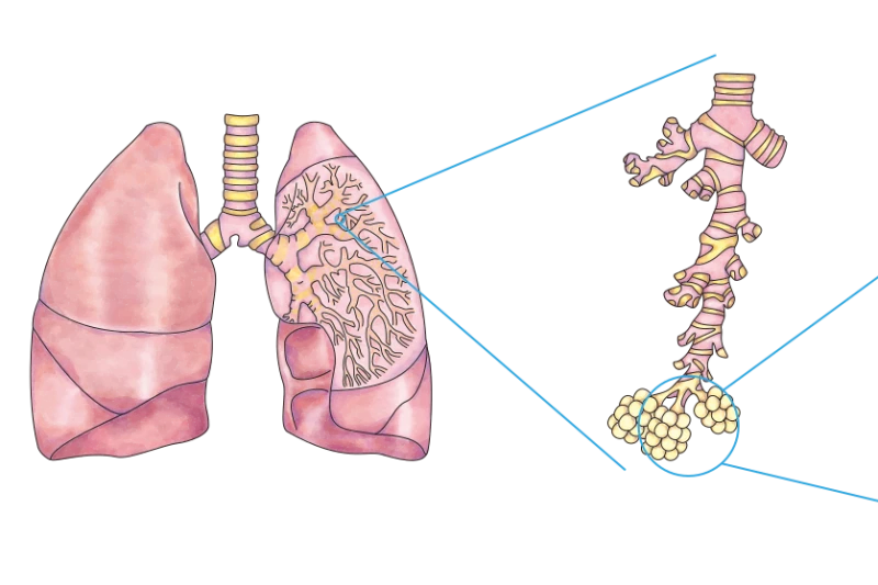Illustration du tissu pulmonaire Illustration du tissu pulmonaire