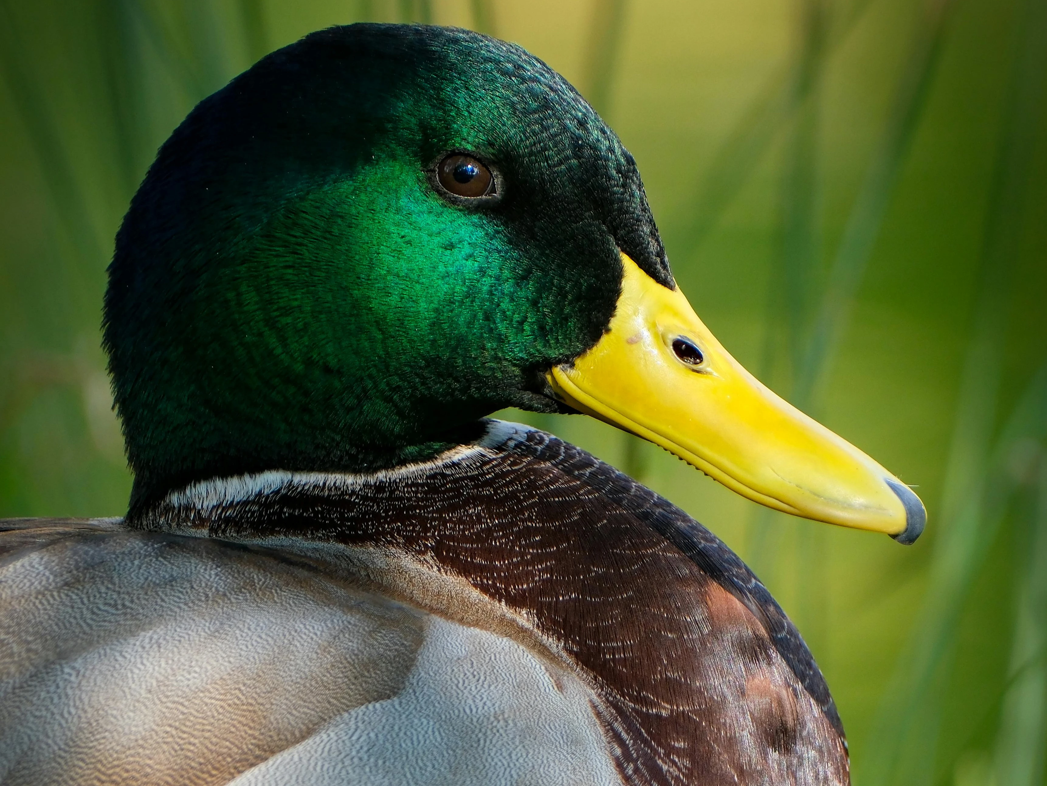 Ente Ente