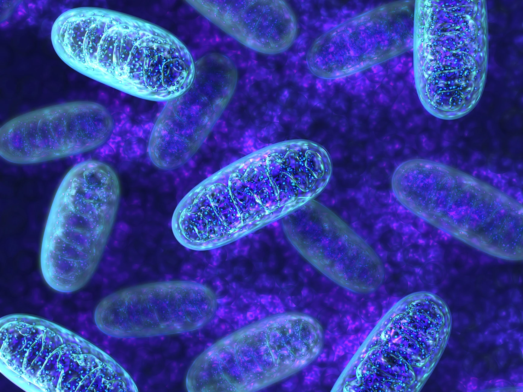 Mitochondrien Mitochondrien