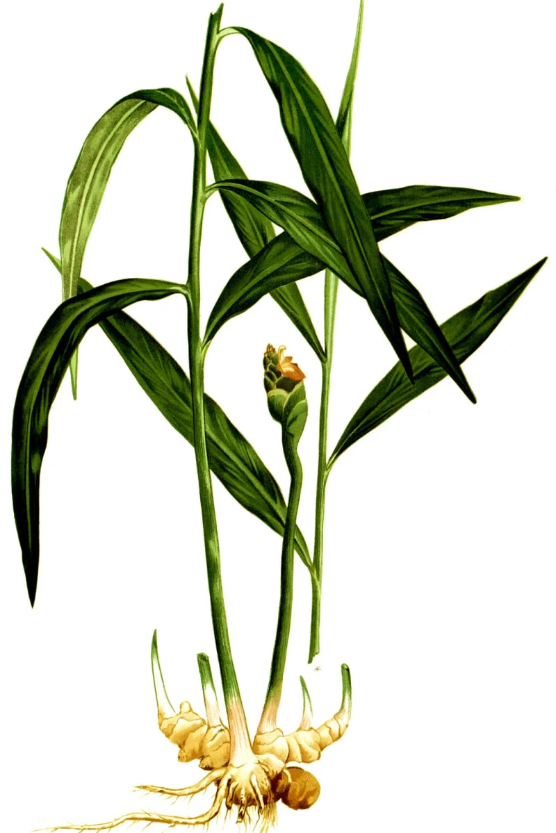 Plante de gingembre Plante de gingembre