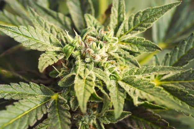 plante de cannabis plante de cannabis
