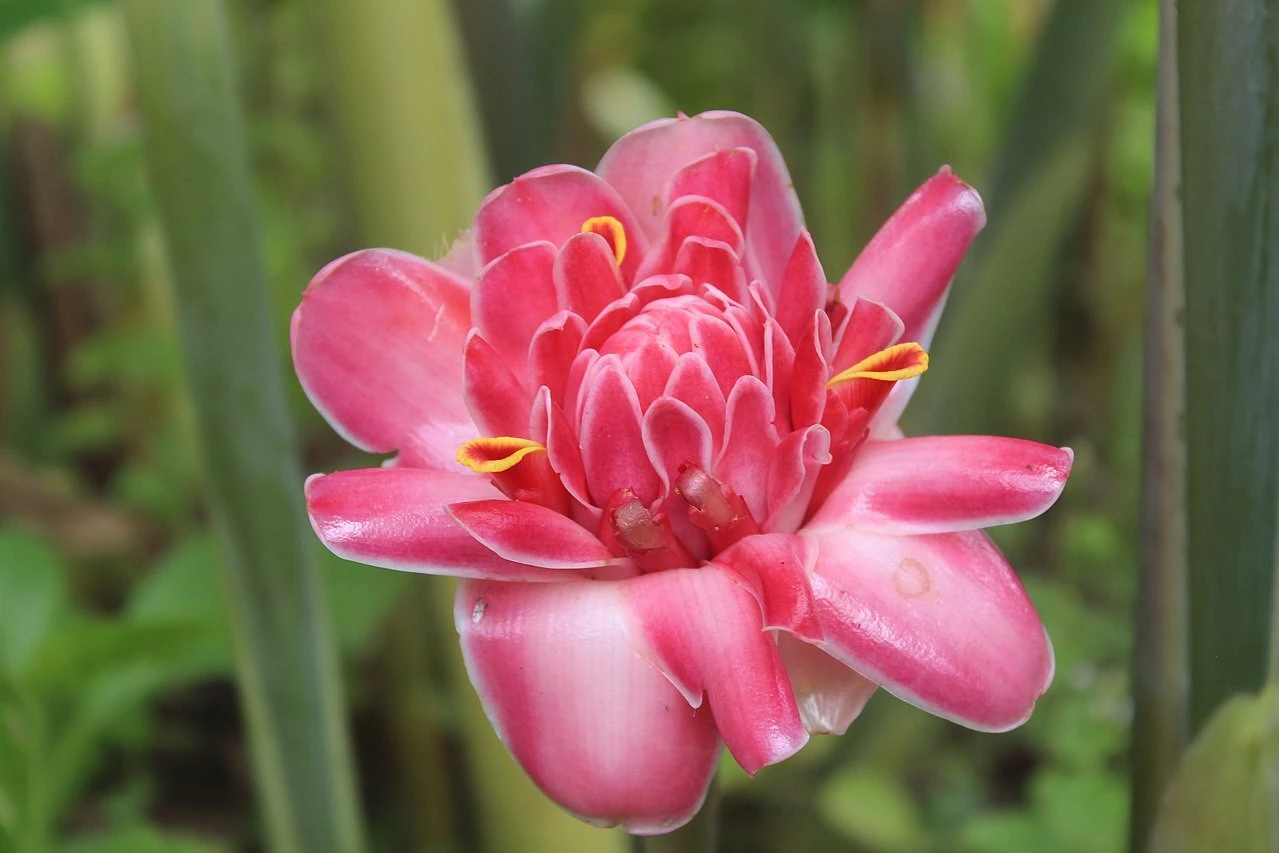 Le gingembre en fleur Le gingembre en fleur