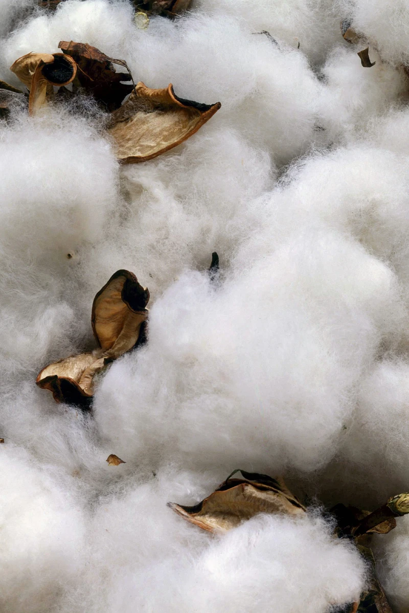 L’alimentation végane est-elle naturelle ? L’alimentation végane est-elle naturelle ?