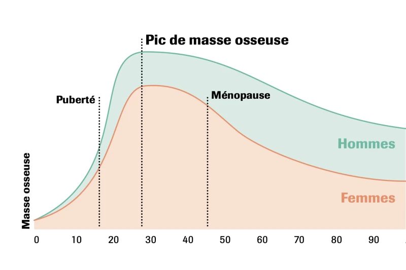 Le pic de masse osseuse Graphique : masse osseuse chez les femmes et les hommes au cours de la vie