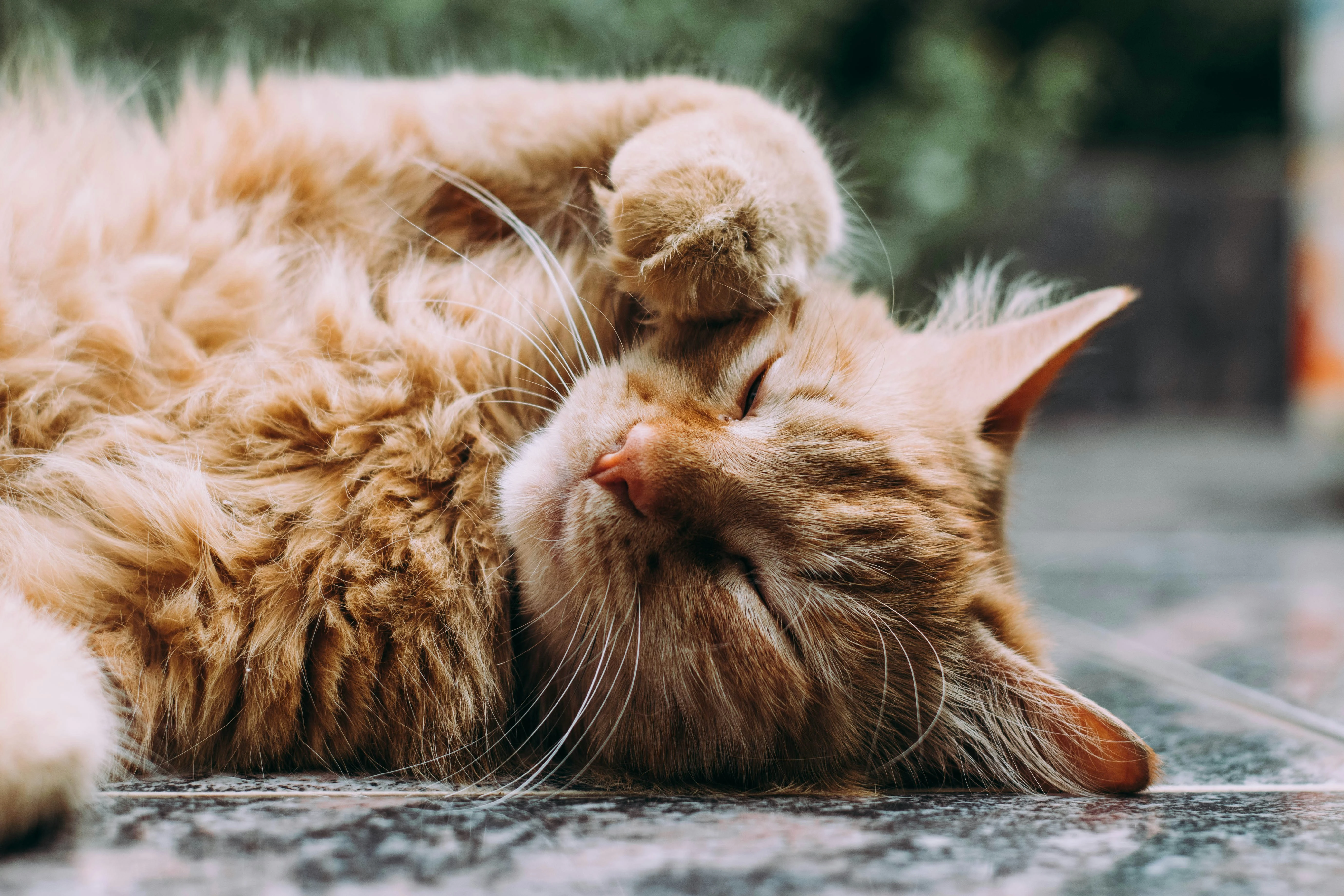 Arthrose bei Katzen Arthrose bei Katzen