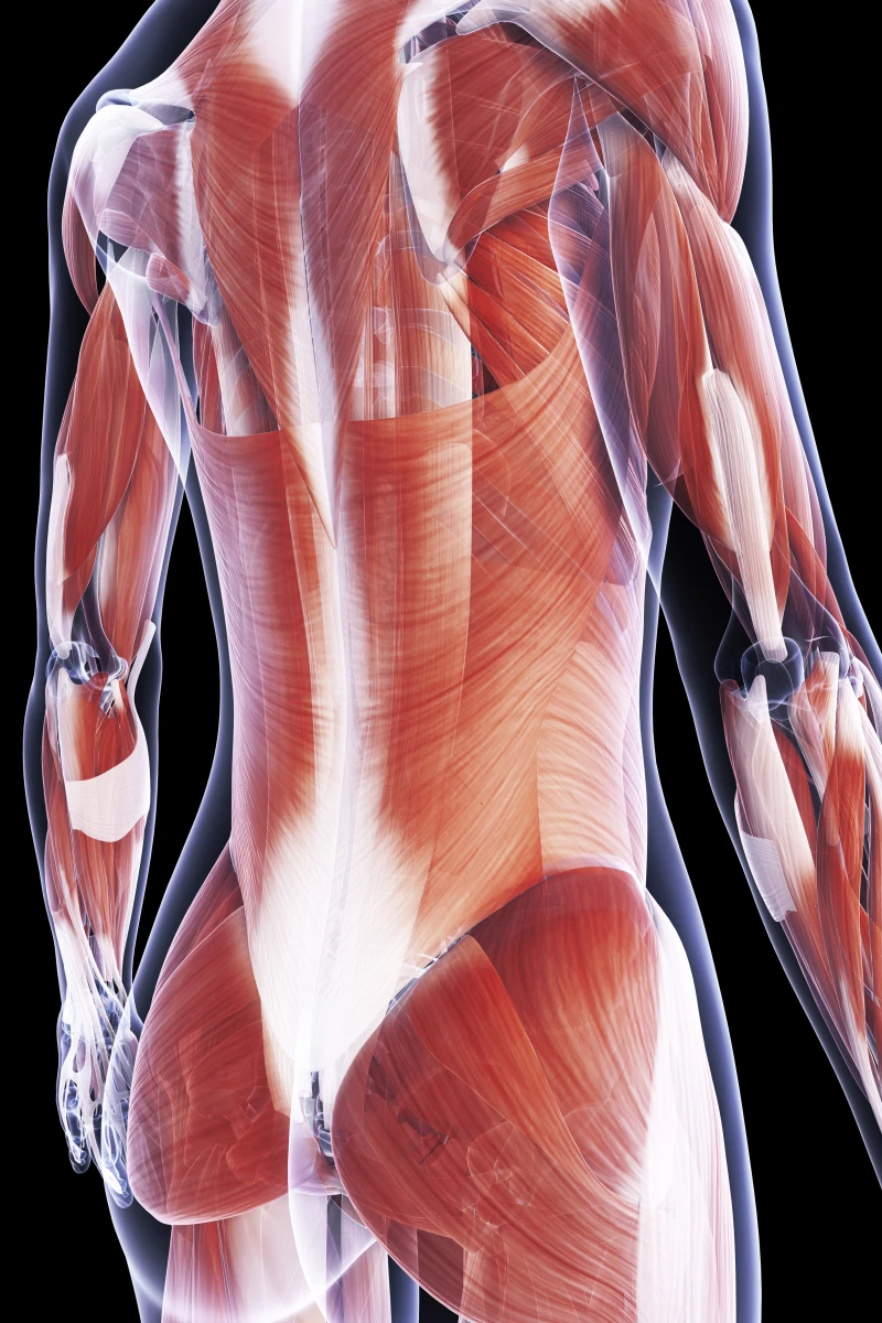 Muscles du dos - © iStock Illustration des muscles du dos