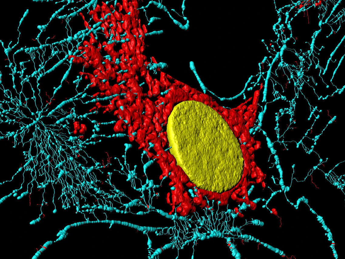 Faszien - © Autor: Heiti Paves, Estland. Quelle: Wikimedia Commons Fibroblastzelle in mikroskopischer Vergrösserung