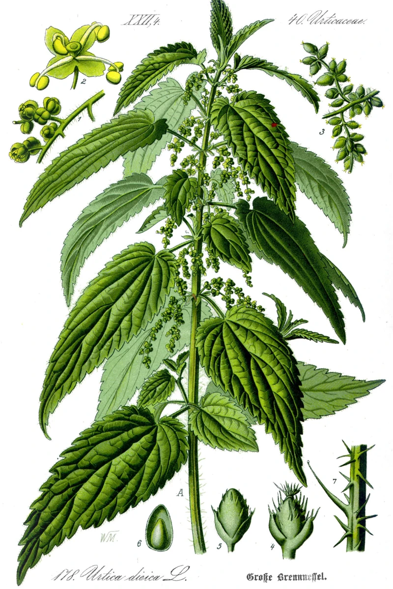 Brennnessel Illustration Brennnessel Illustration