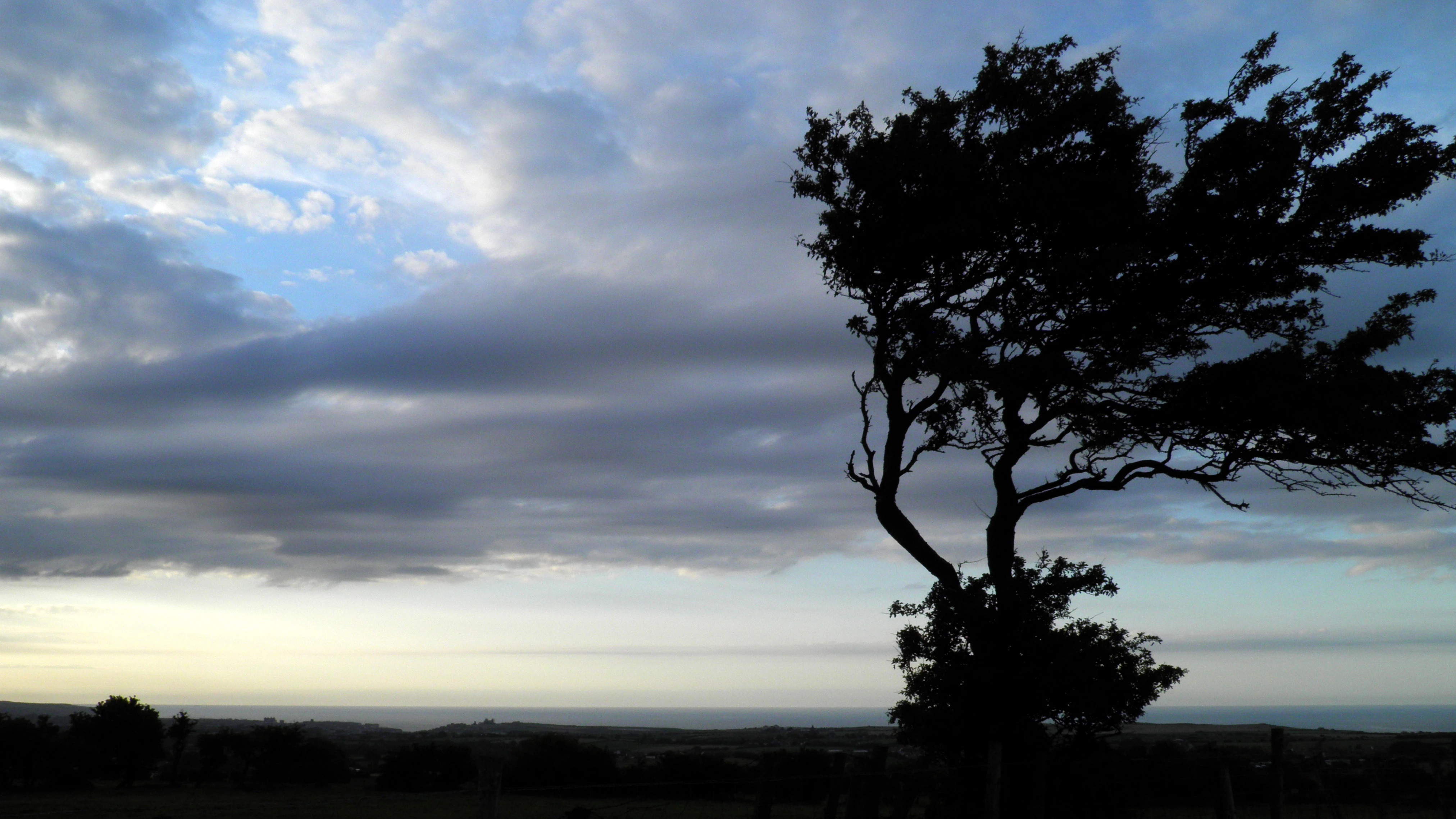Resilienz und Rheuma Resilienz und Rheuma Baum im Wind