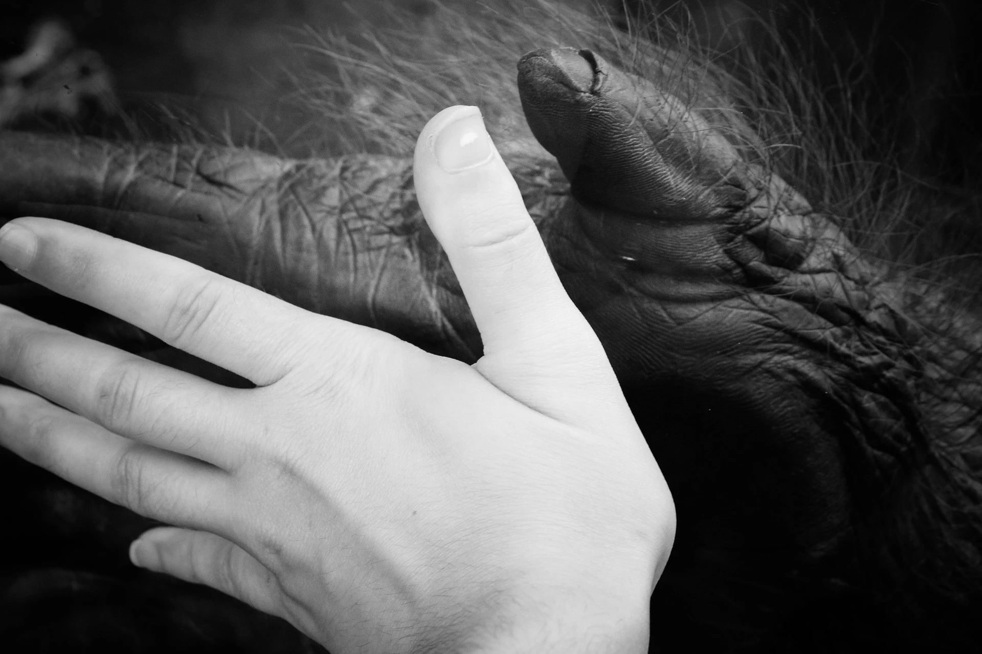 Gorilla Mensch Beziehung Gorilla Mensch Beziehung