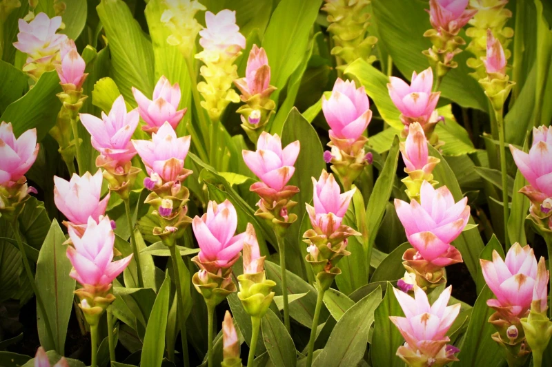Prairie de curcuma en fleurs
